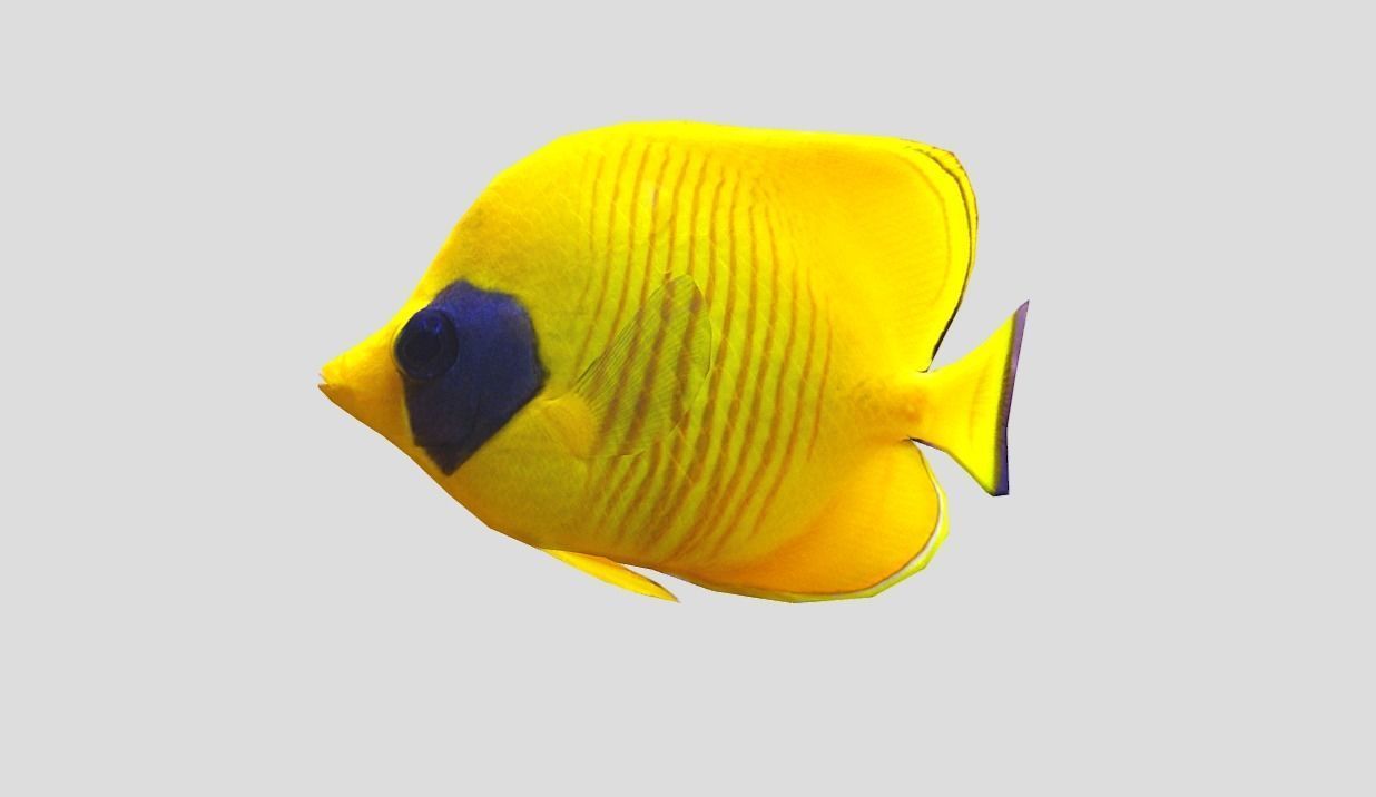 Bluecheek butterflyfish Realistic Animated Low-poly 3D model_10