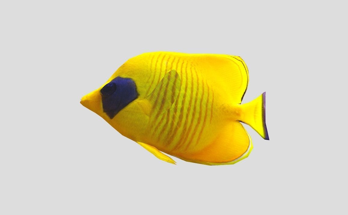 Bluecheek butterflyfish Realistic Animated Low-poly 3D model_11