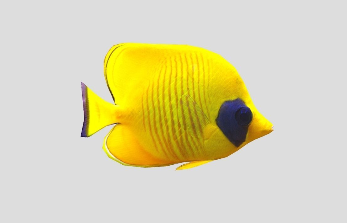 Bluecheek butterflyfish Realistic Animated Low-poly 3D model_7