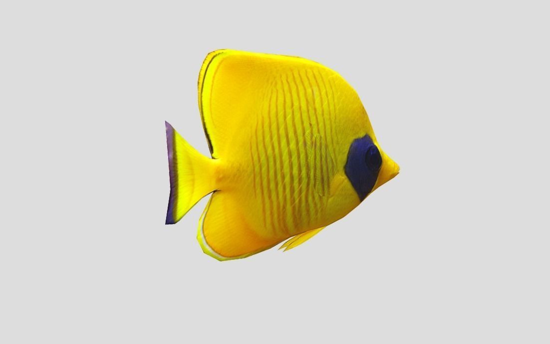 Bluecheek butterflyfish Realistic Animated Low-poly 3D model_5