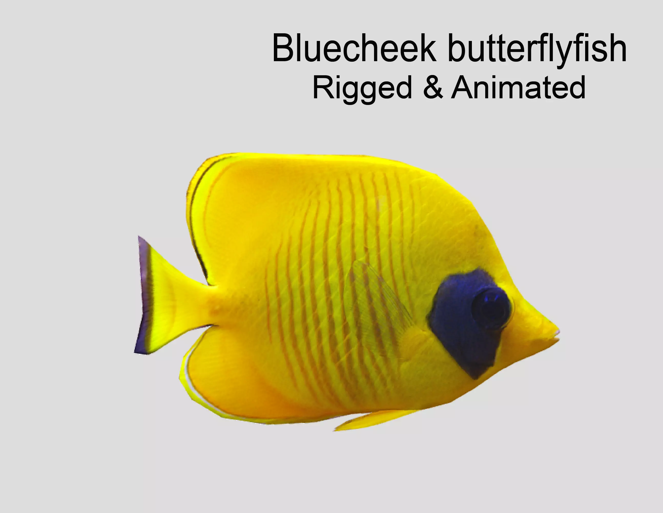 Bluecheek butterflyfish Realistic Animated Low-poly 3D model_0