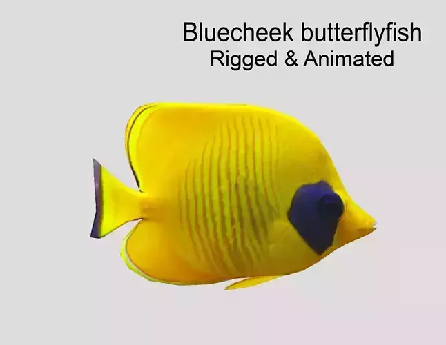 Bluecheek butterflyfish Realistic Animated Low-poly 3D model