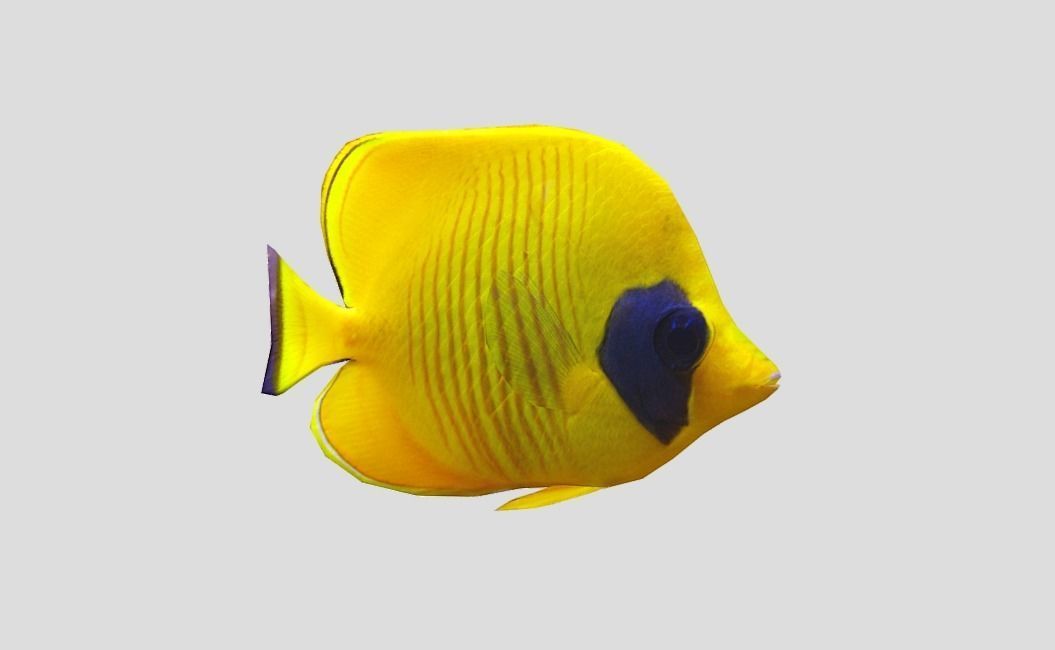 Bluecheek butterflyfish Realistic Animated Low-poly 3D model_8