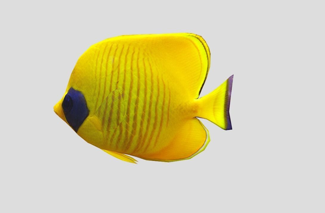 Bluecheek butterflyfish Realistic Animated Low-poly 3D model_4