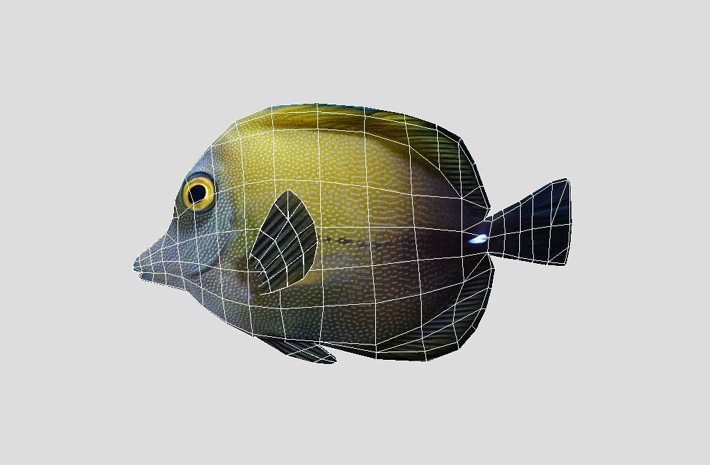 Brown tang Realistic Animated Low-poly 3D model_2