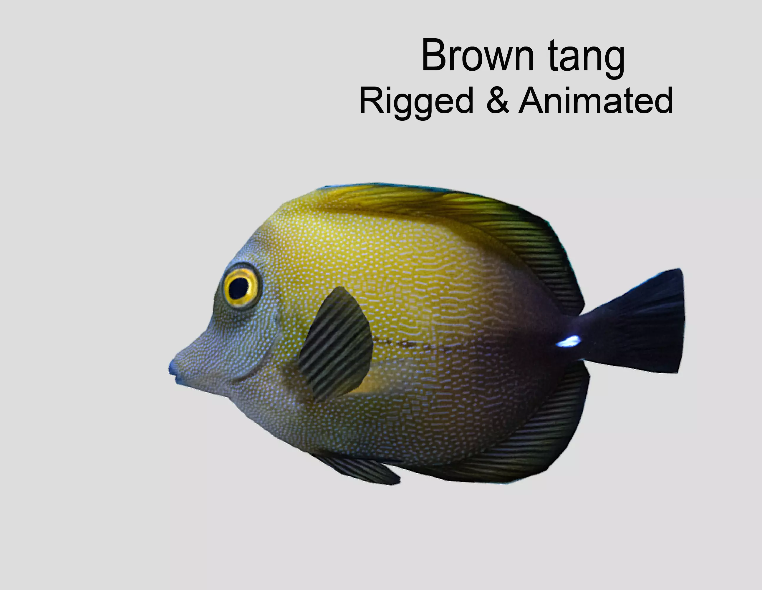 Brown tang Realistic Animated Low-poly 3D model_0