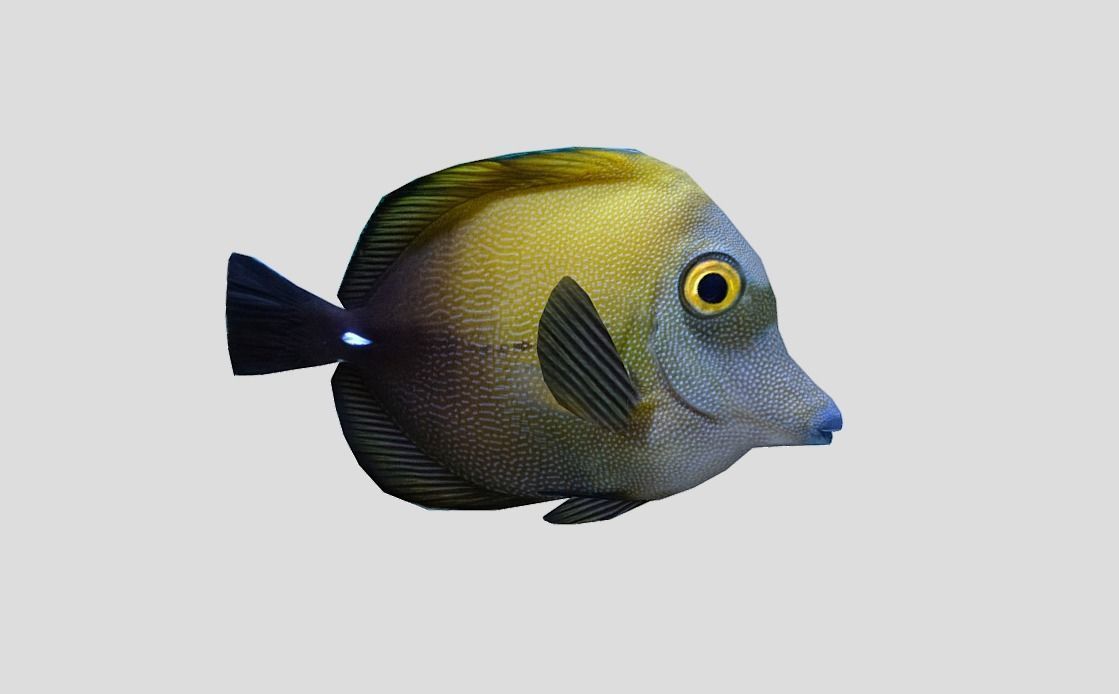 Brown tang Realistic Animated Low-poly 3D model_7