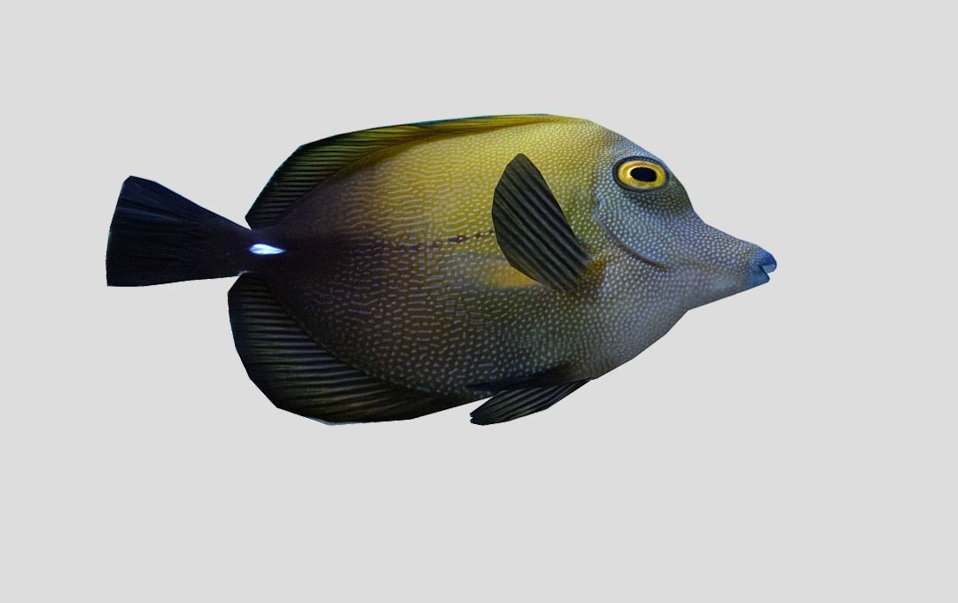 Brown tang Realistic Animated Low-poly 3D model_10