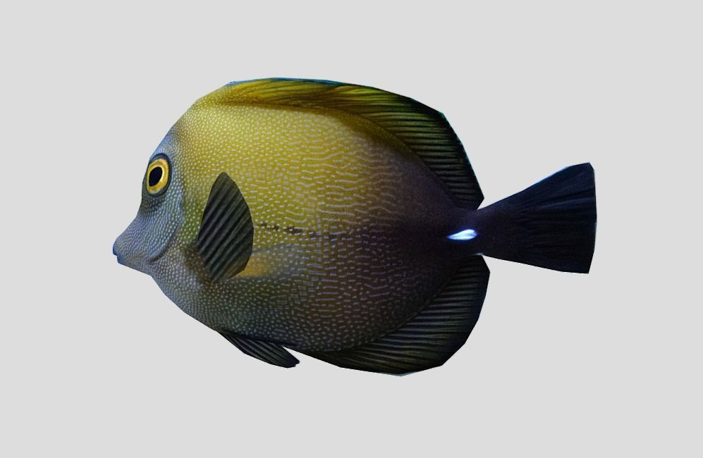 Brown tang Realistic Animated Low-poly 3D model_4