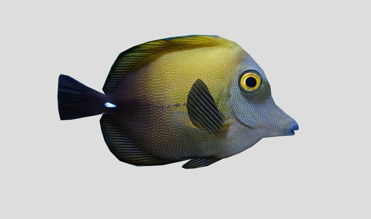 Brown tang Realistic Animated Low-poly 3D model_5