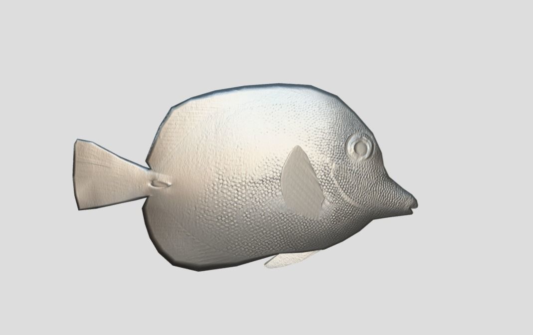 Brown tang Realistic Animated Low-poly 3D model_3