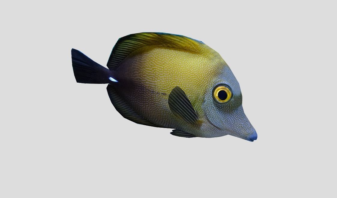 Brown tang Realistic Animated Low-poly 3D model_9