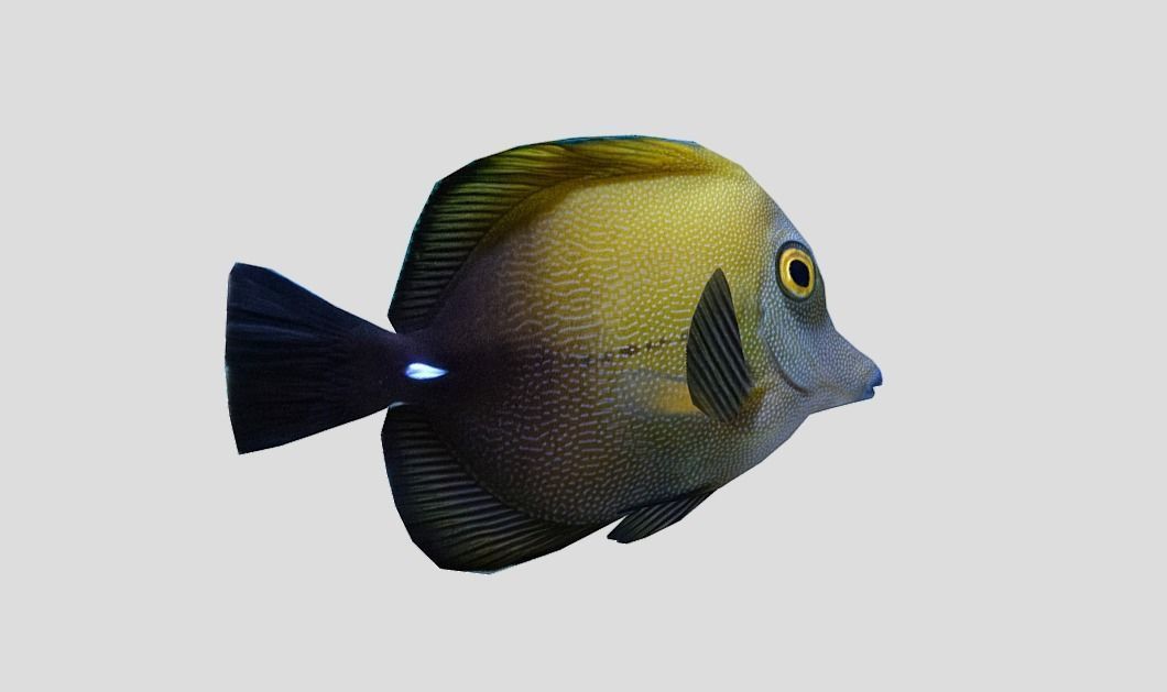 Brown tang Realistic Animated Low-poly 3D model_8