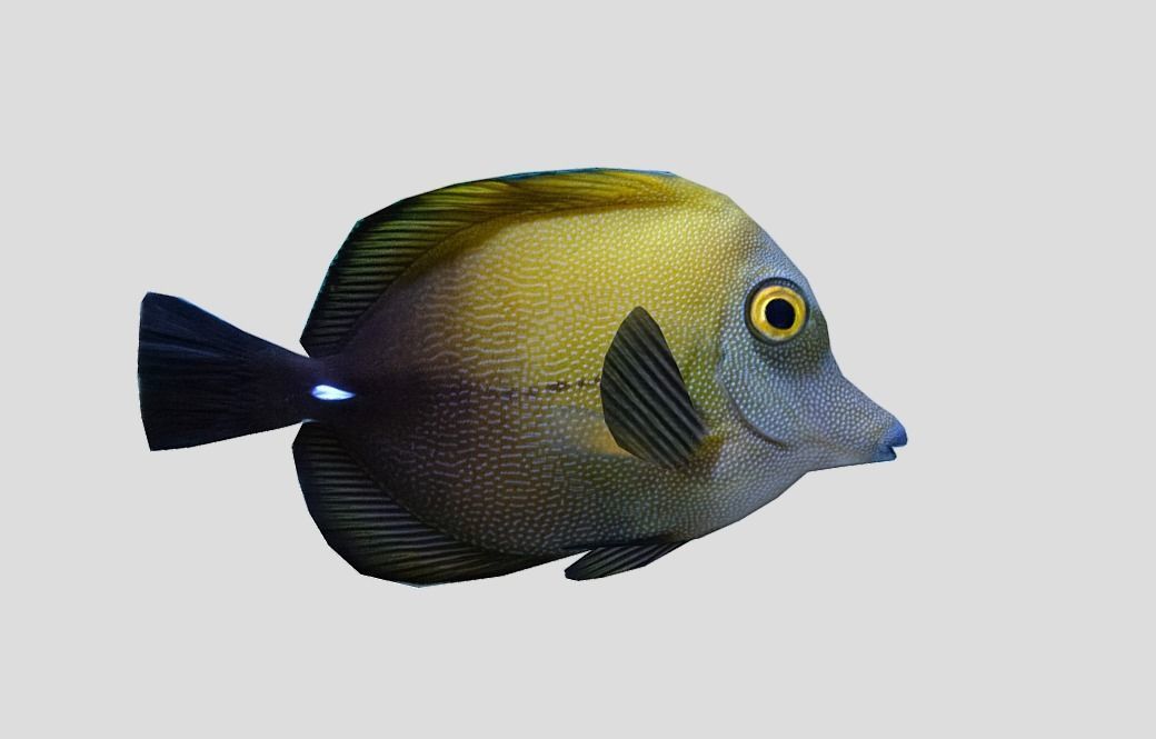 Brown tang Realistic Animated Low-poly 3D model_6