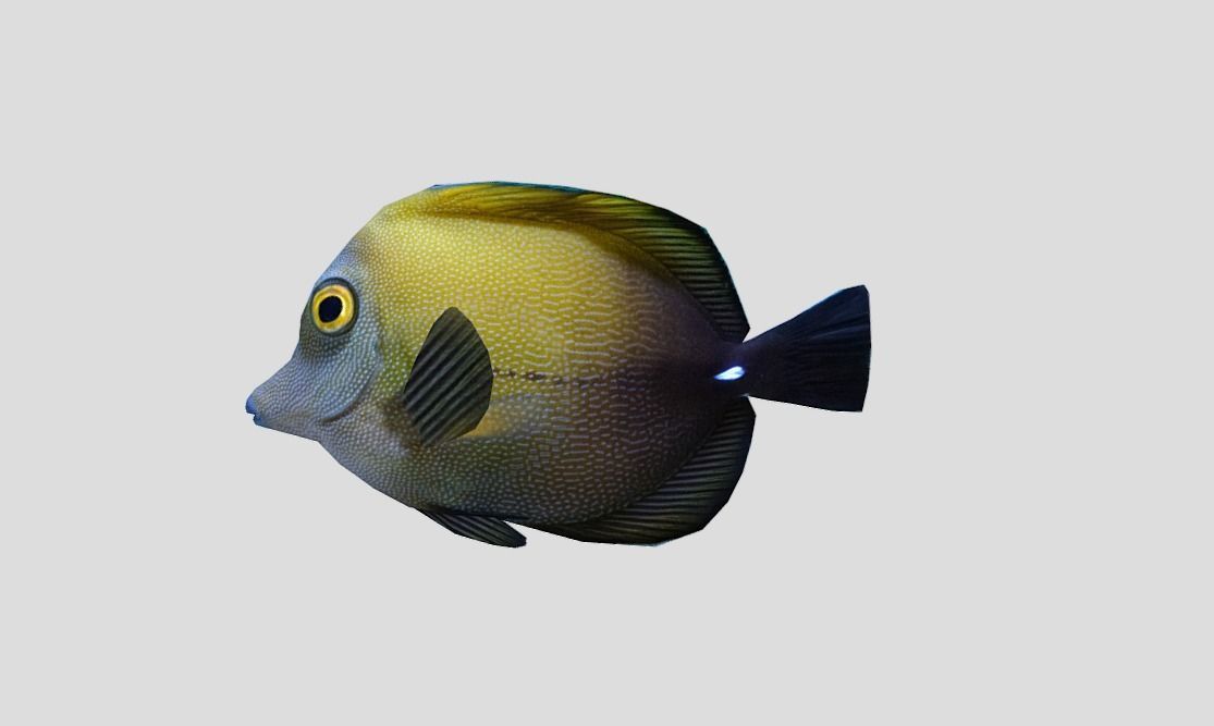 Brown tang Realistic Animated Low-poly 3D model_11