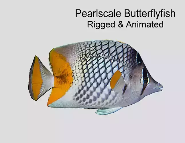 Pearlscale Butterflyfish Realistic Animated Low-poly 3D model