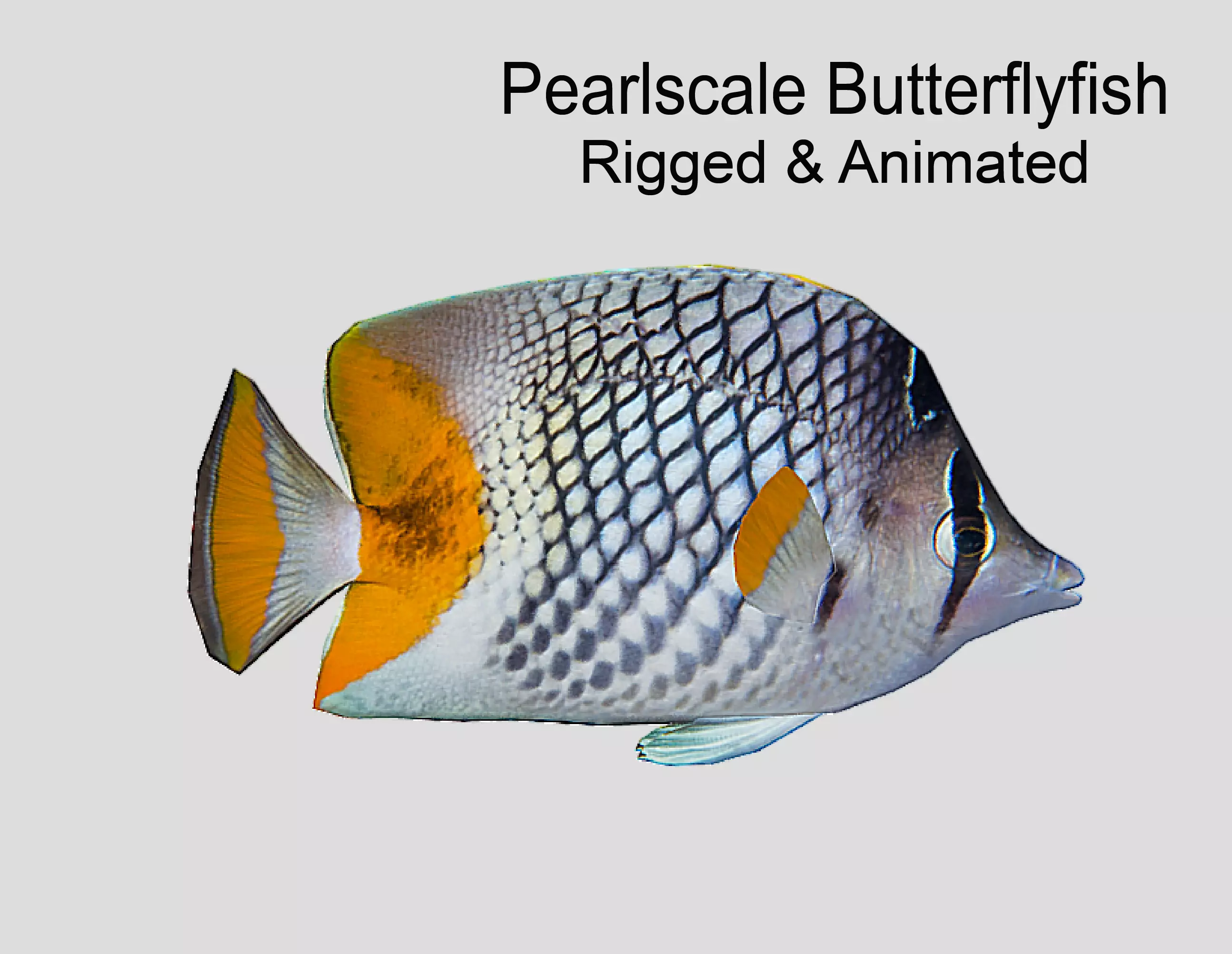 Pearlscale Butterflyfish Realistic Animated Low-poly 3D model