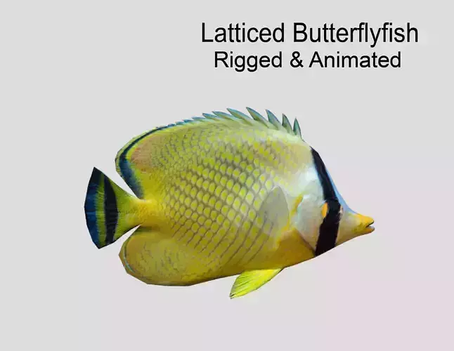 Latticed Butterflyfish Realistic Animated Low-poly 3D model