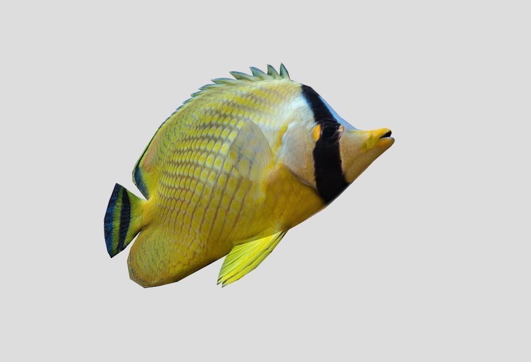 Latticed Butterflyfish Realistic Animated Low-poly 3D model_10