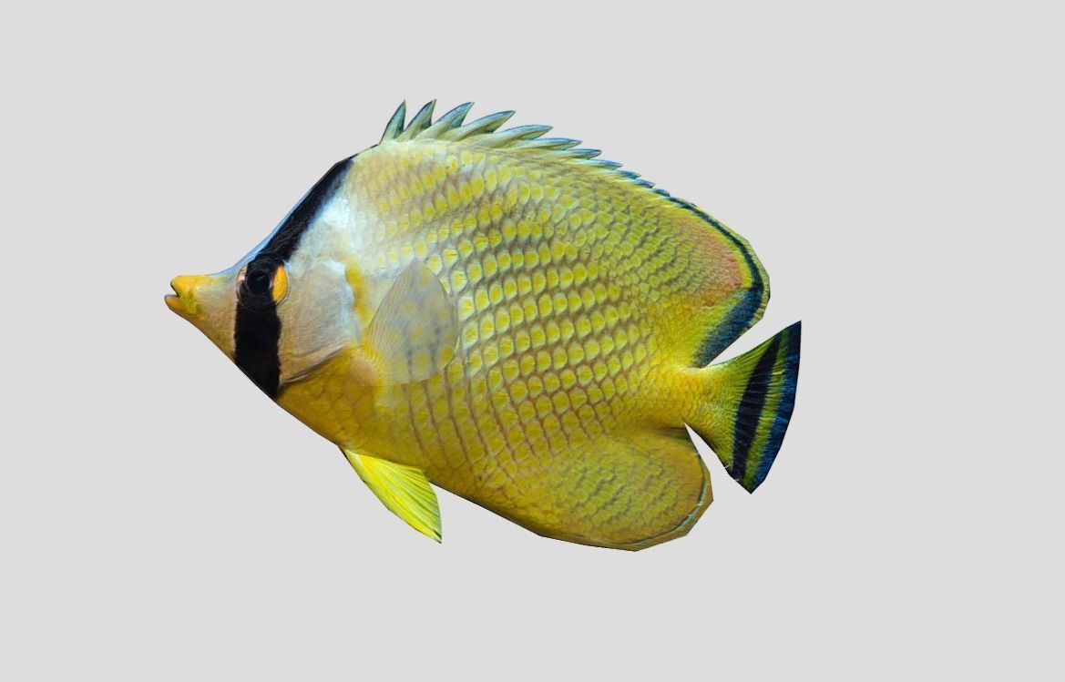 Latticed Butterflyfish Realistic Animated Low-poly 3D model_4