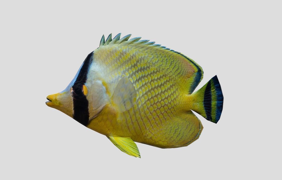 Latticed Butterflyfish Realistic Animated Low-poly 3D model_6