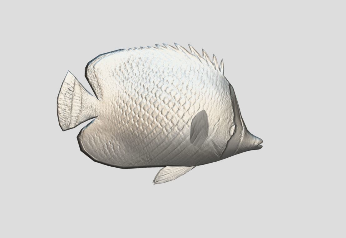 Latticed Butterflyfish Realistic Animated Low-poly 3D model_3