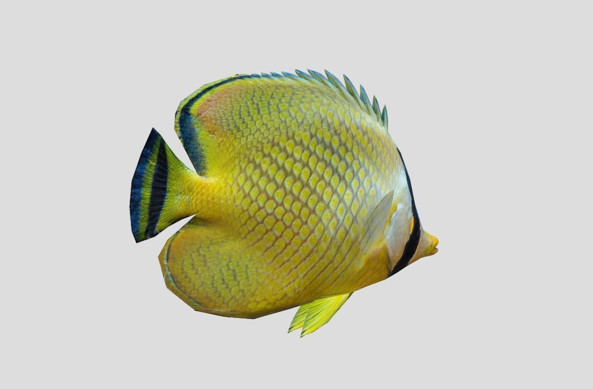 Latticed Butterflyfish Realistic Animated Low-poly 3D model_5