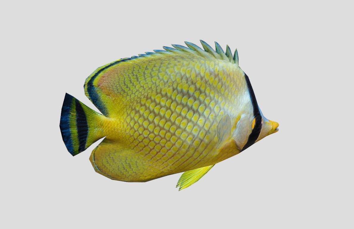 Latticed Butterflyfish Realistic Animated Low-poly 3D model_9