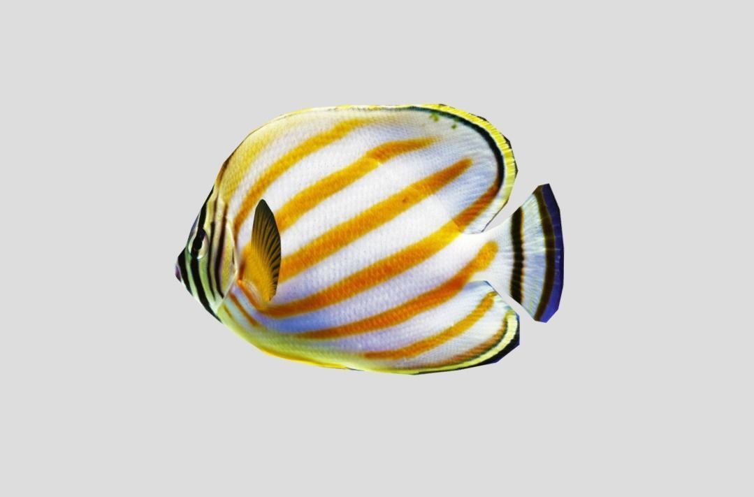 Clown Butterfly Realistic Animated Low-poly 3D model_5