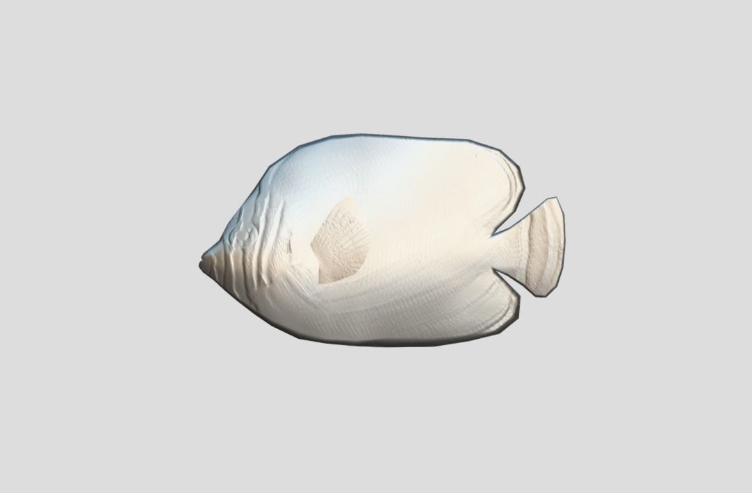 Clown Butterfly Realistic Animated Low-poly 3D model_3