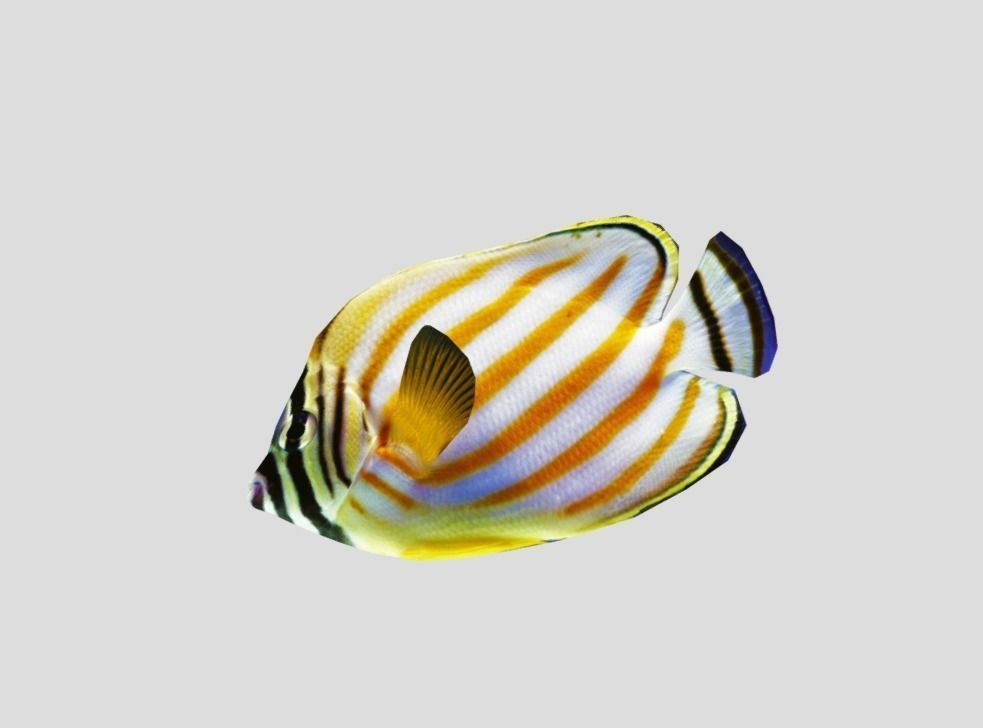 Clown Butterfly Realistic Animated Low-poly 3D model_10