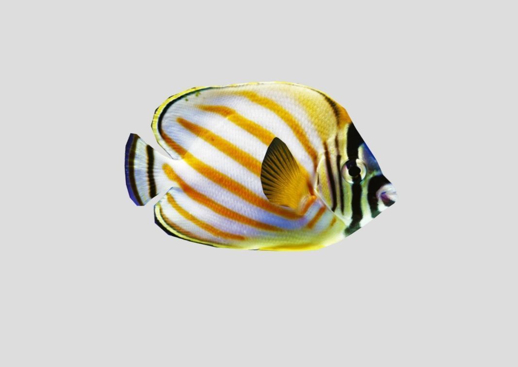 Clown Butterfly Realistic Animated Low-poly 3D model_4