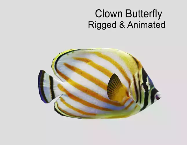 Clown Butterfly Realistic Animated Low-poly 3D model