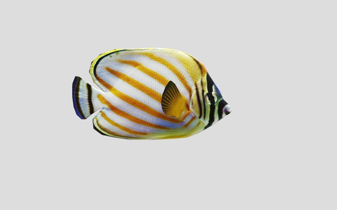 Clown Butterfly Realistic Animated Low-poly 3D model_11