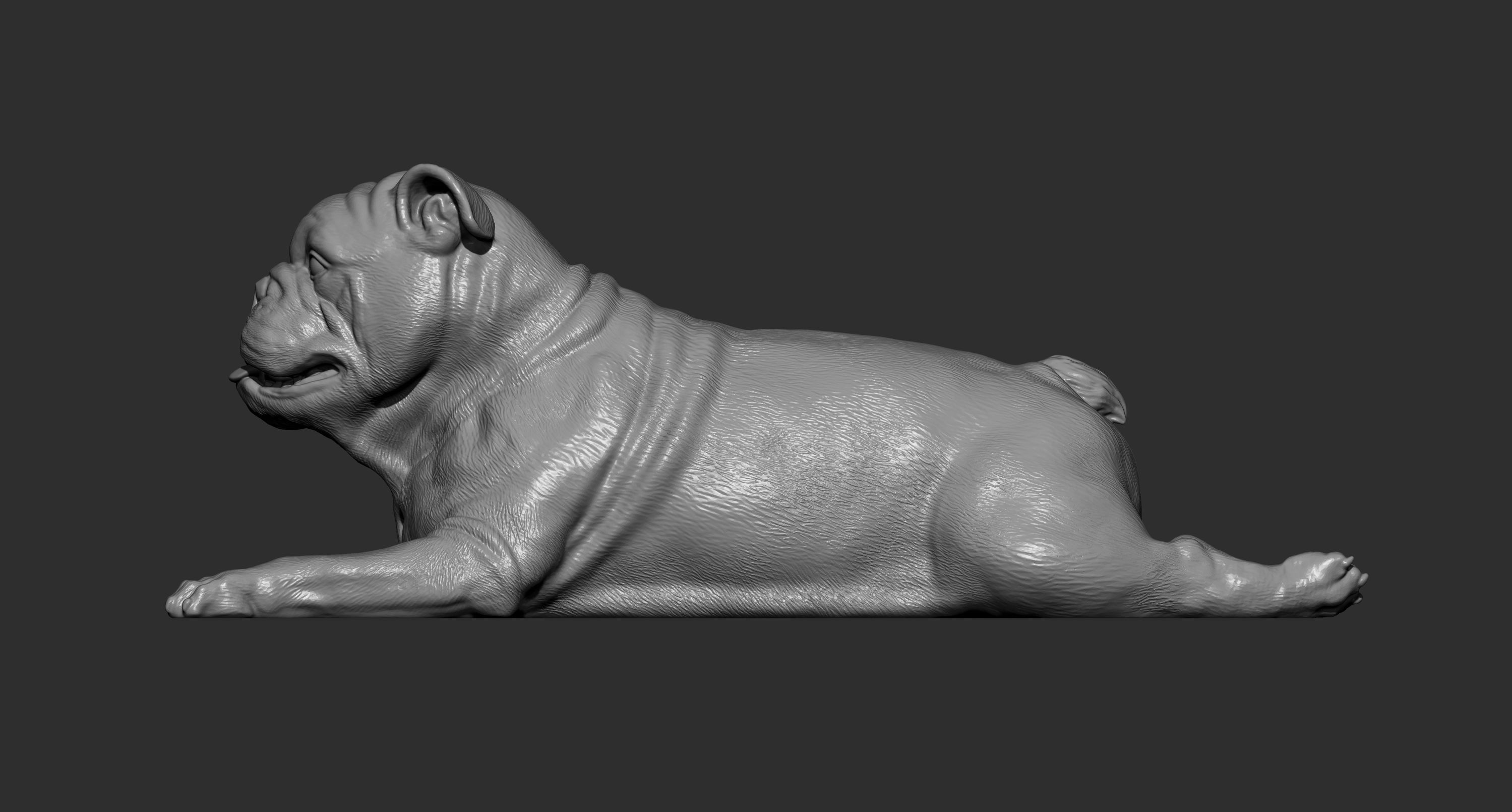 English bulldog lies 3D print model_7
