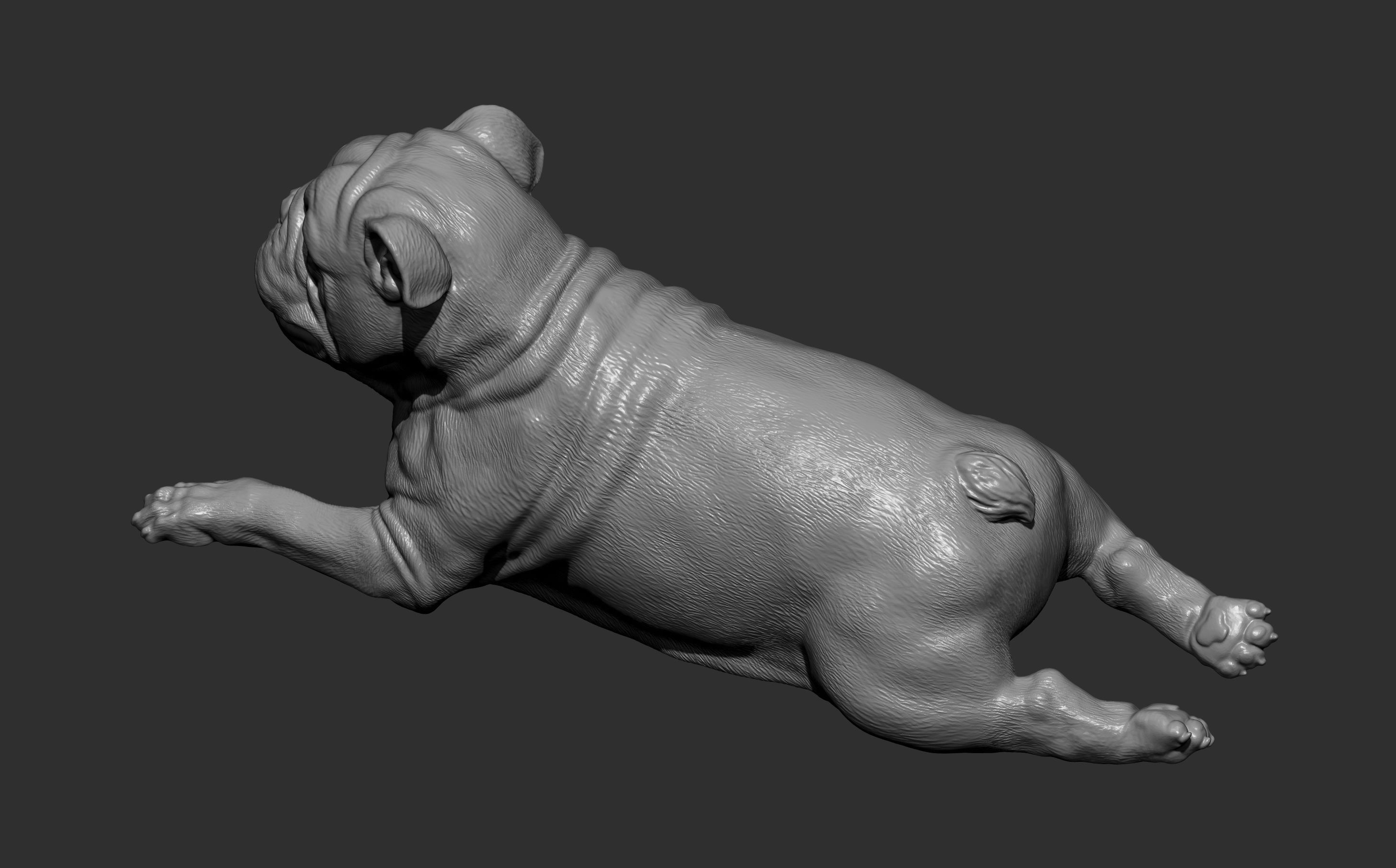 English bulldog lies 3D print model_6