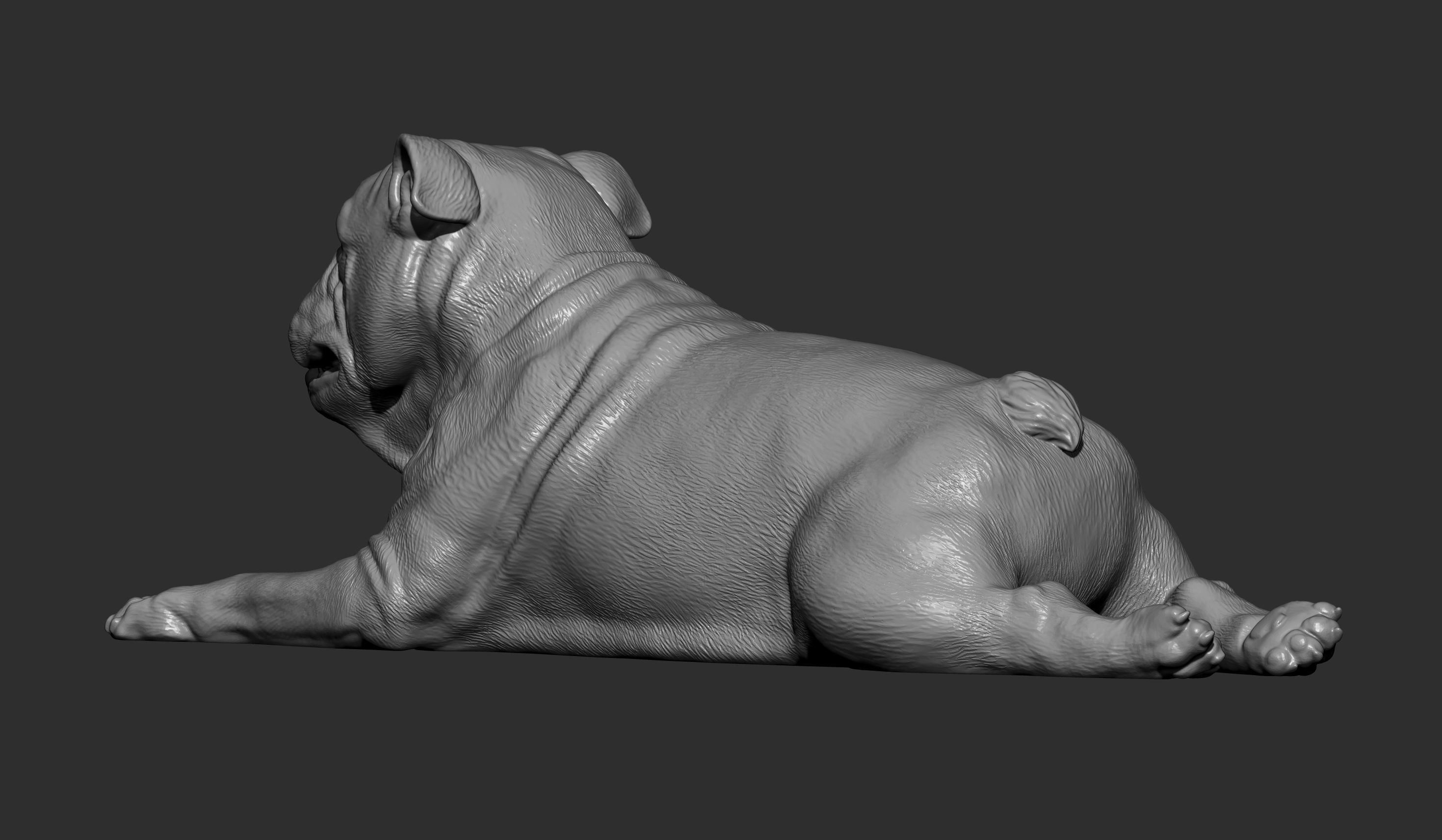 English bulldog lies 3D print model_11
