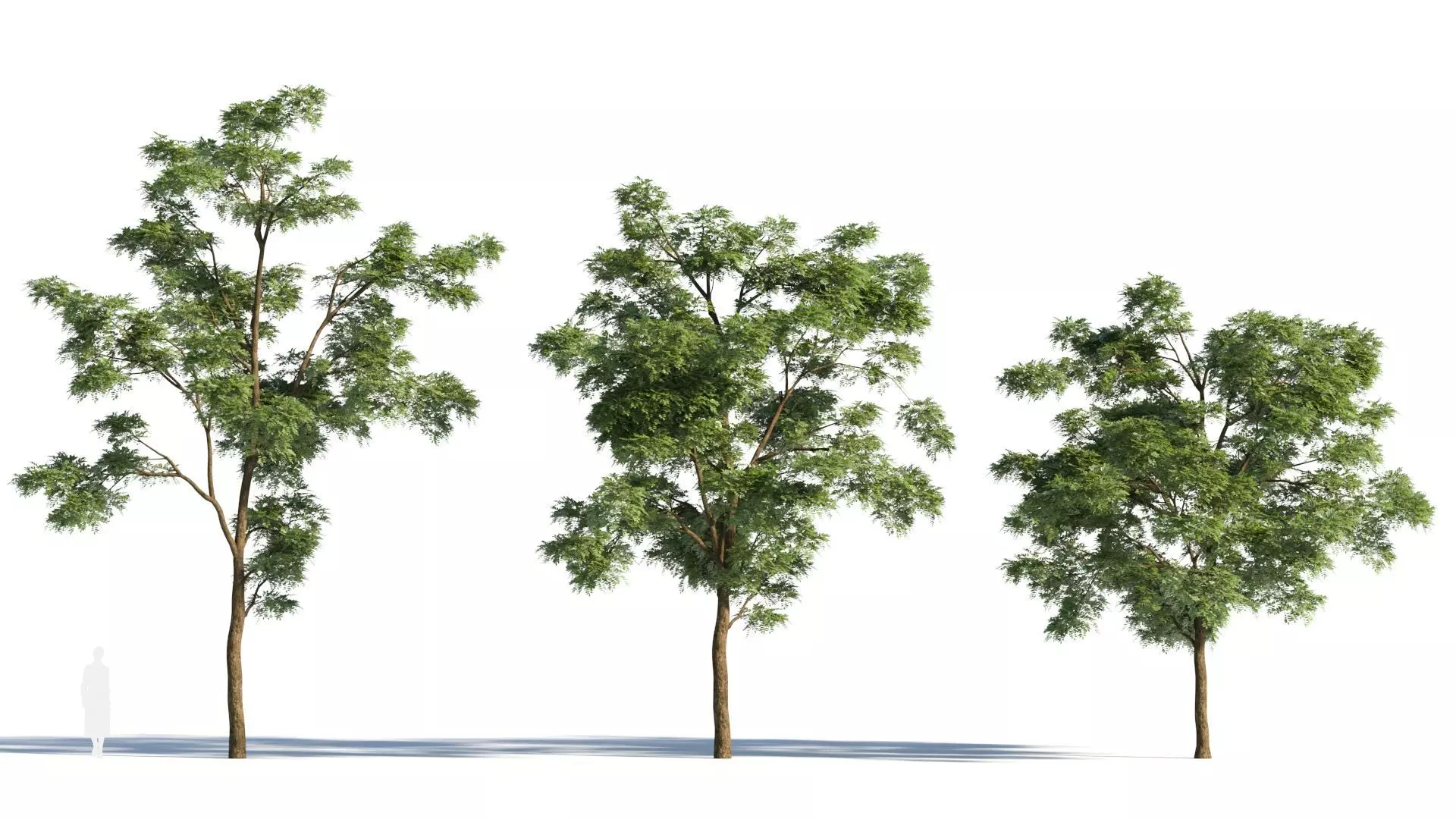 Sophora japonica tree b 3D model_0
