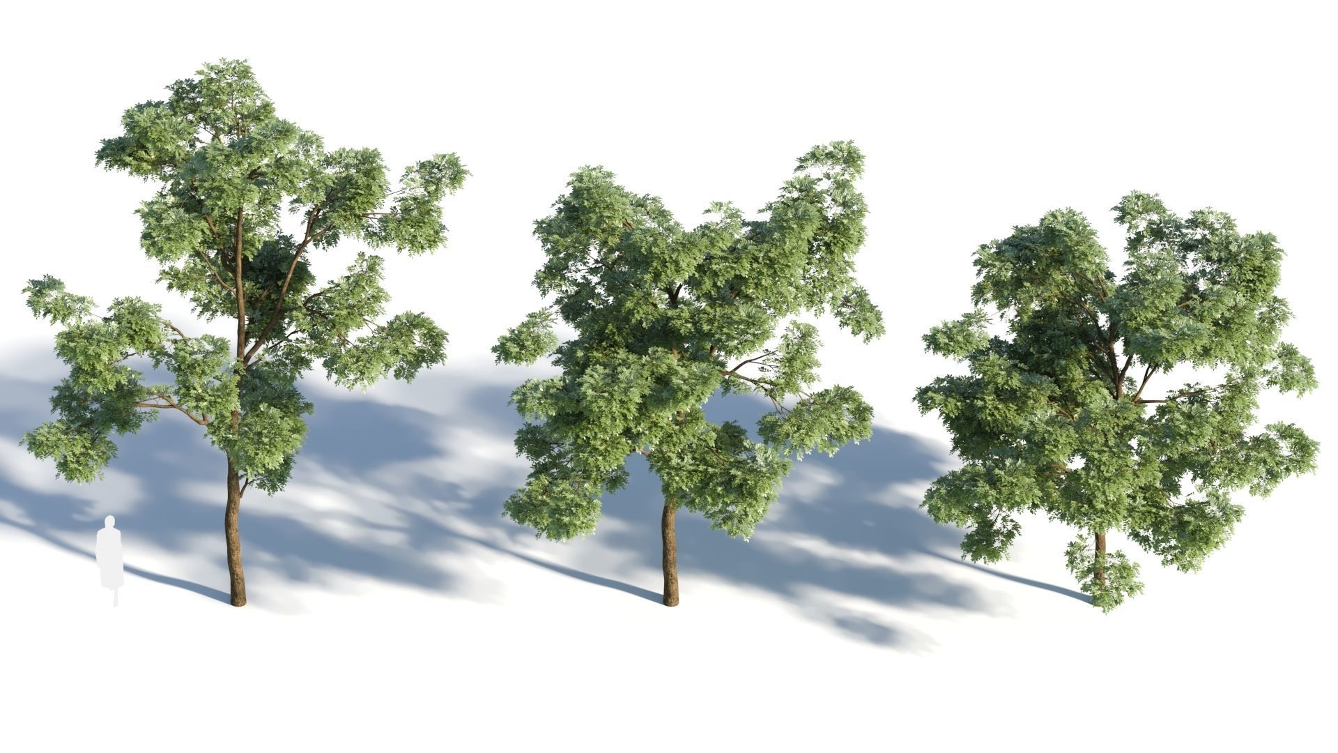 Sophora japonica tree b 3D model_2