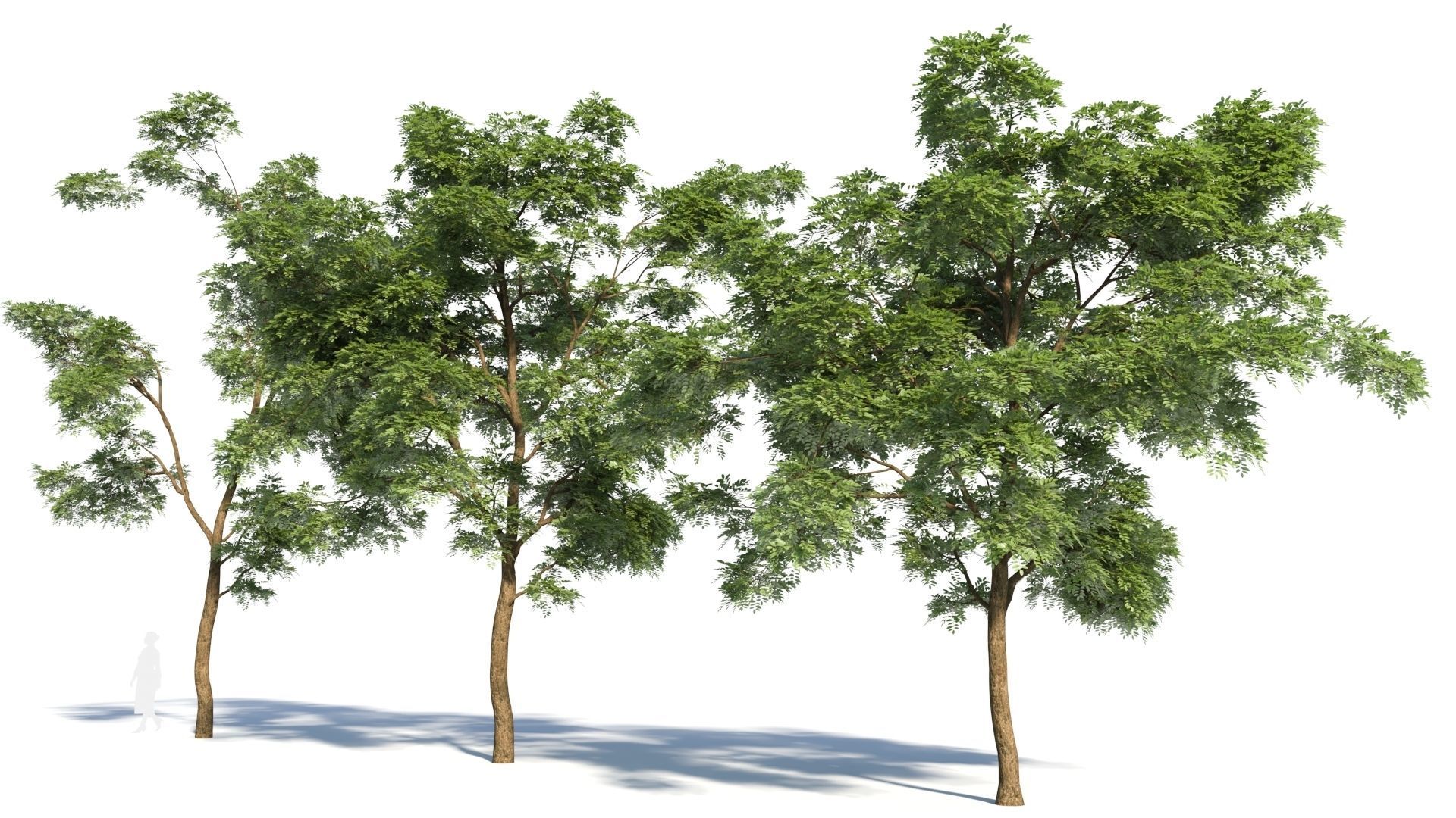 Sophora japonica tree b 3D model_1