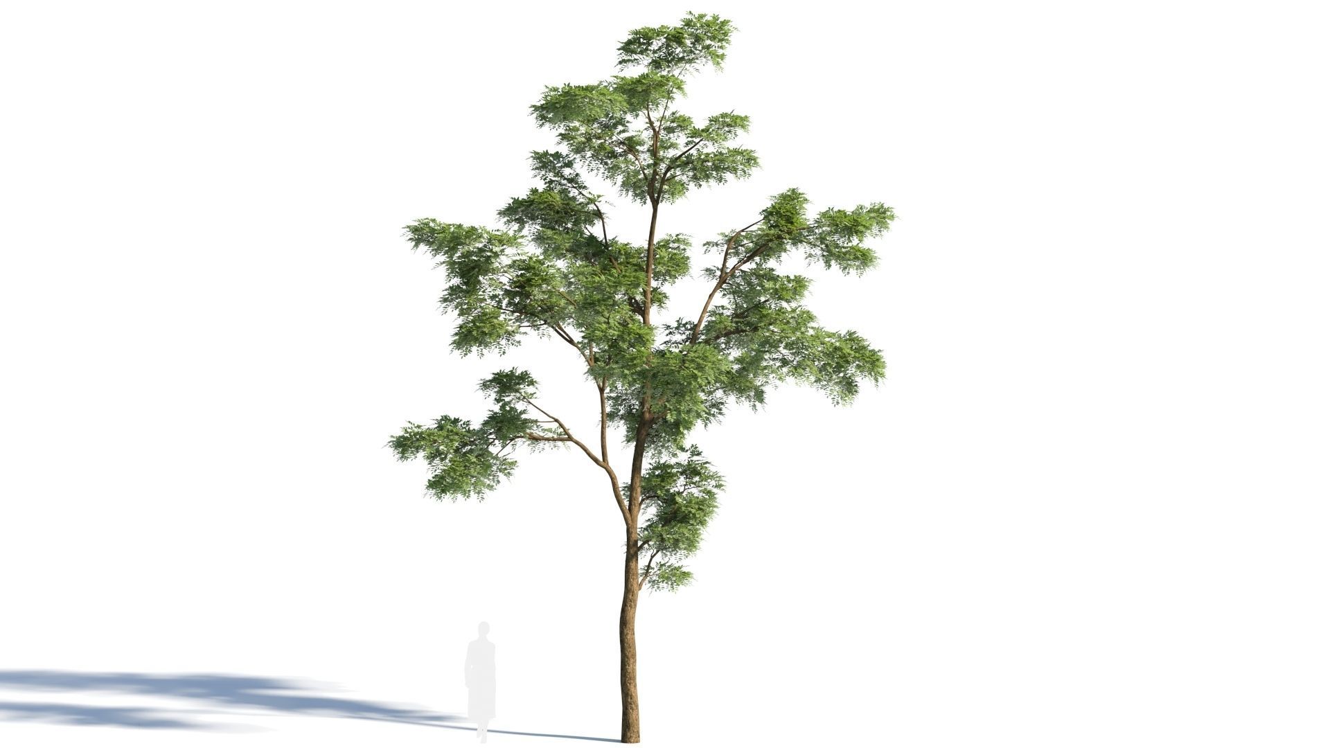 Sophora japonica tree b 3D model_5