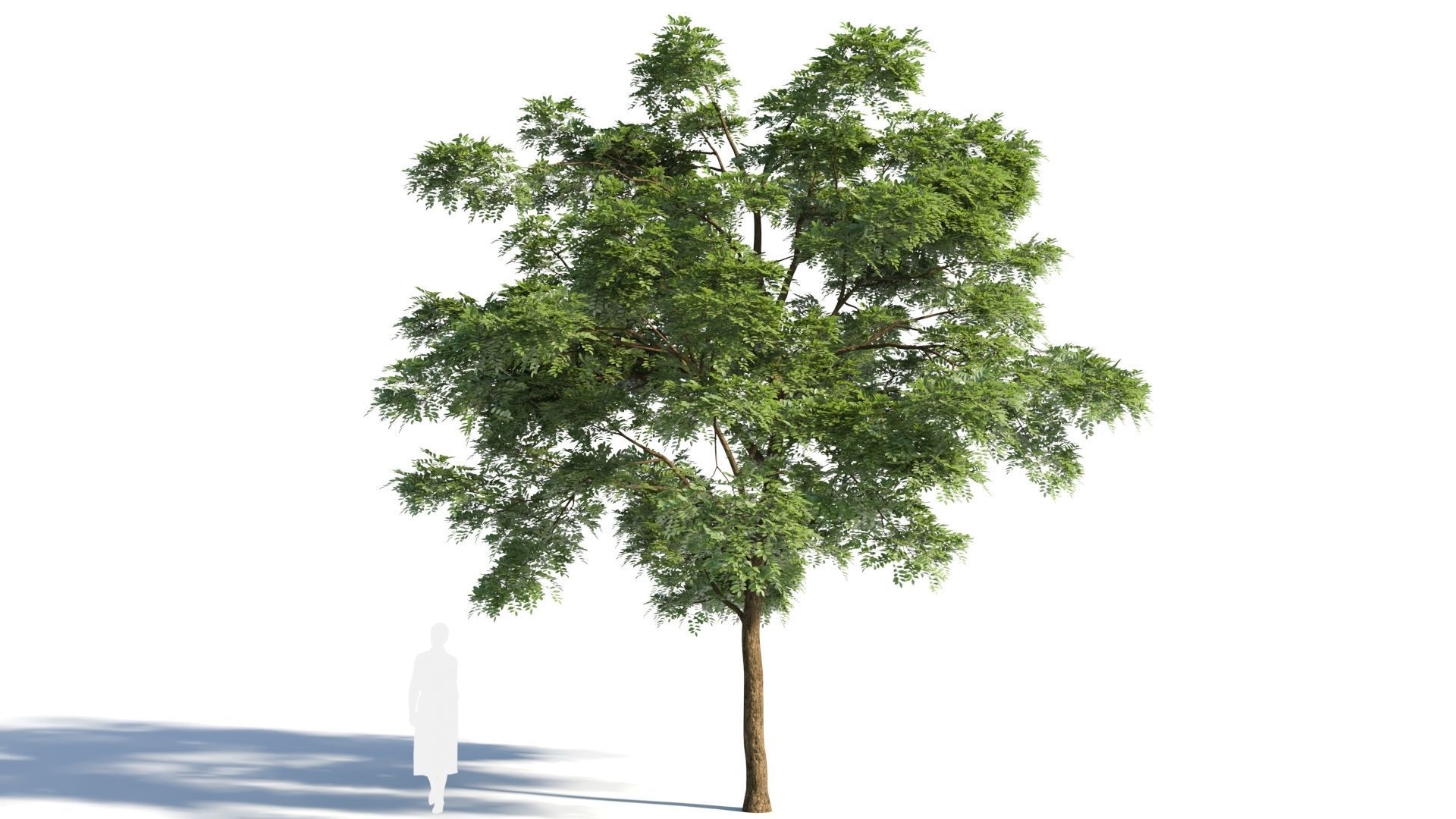 Sophora japonica tree b 3D model_7