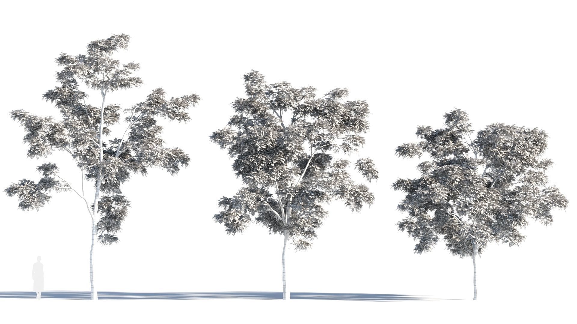 Sophora japonica tree b 3D model_8