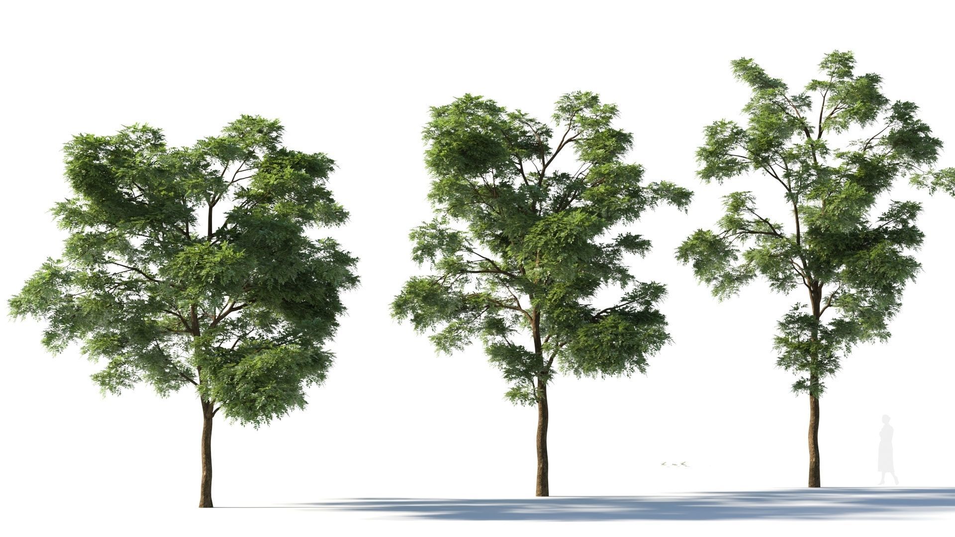 Sophora japonica tree b 3D model_4