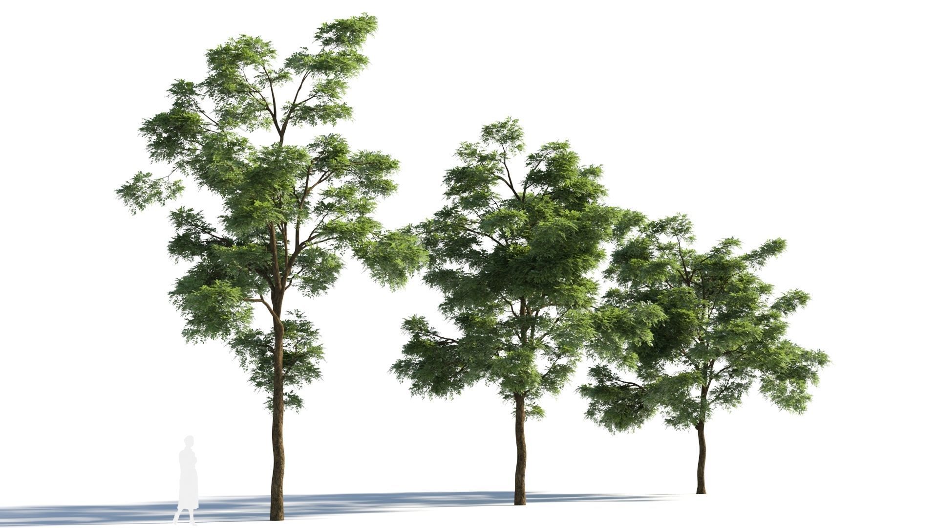 Sophora japonica tree b 3D model_3