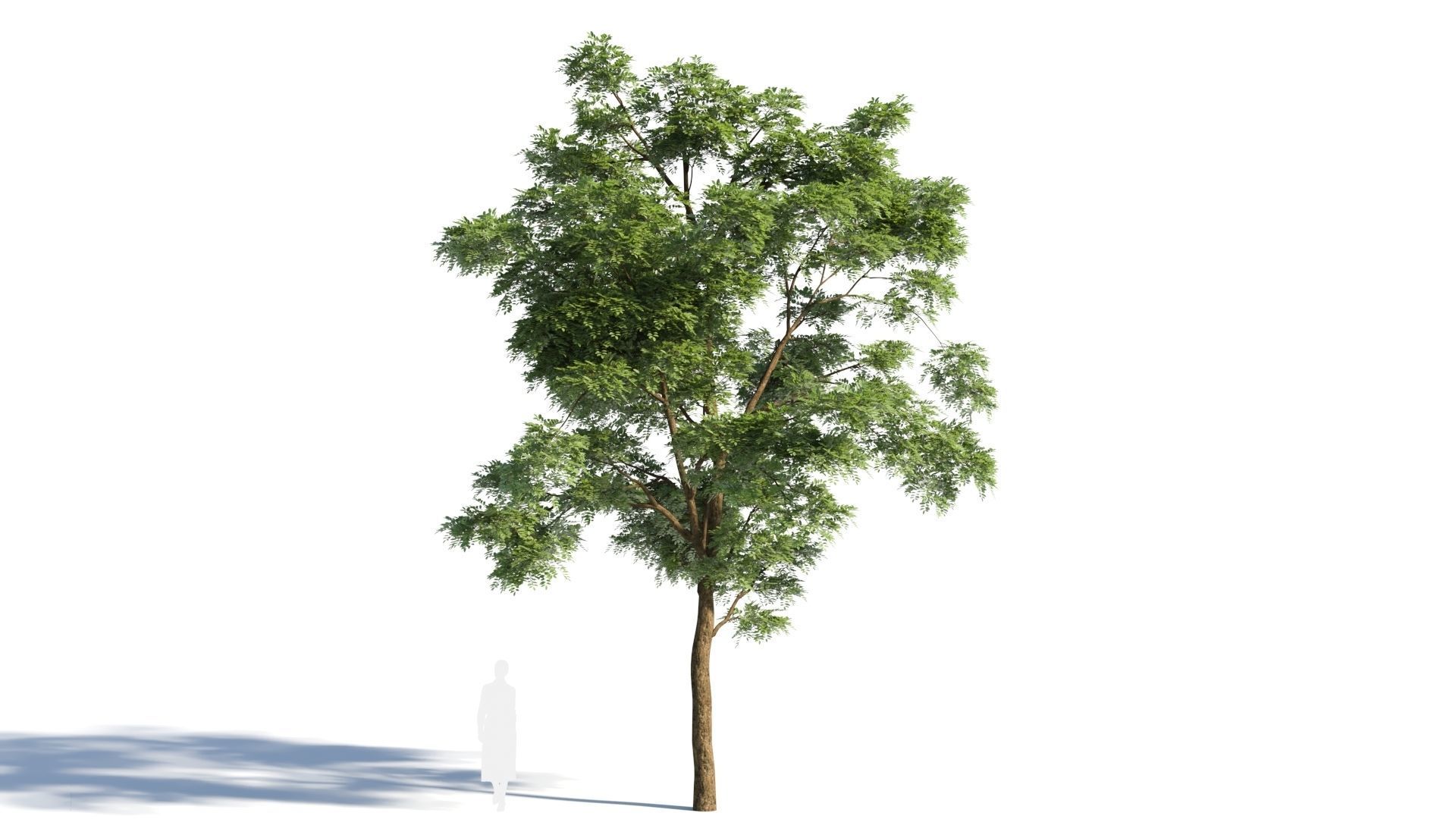 Sophora japonica tree b 3D model_6