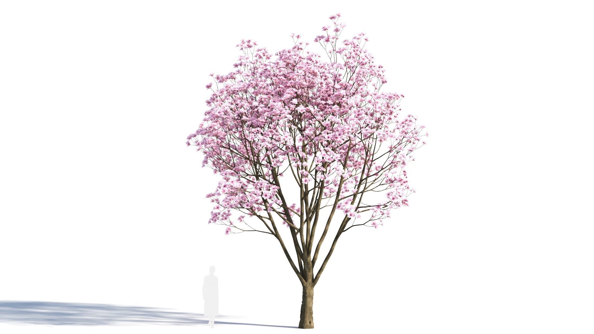 Yulania denudata a 3D model_5