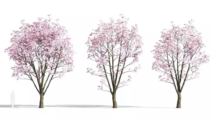 Yulania denudata a 3D model
