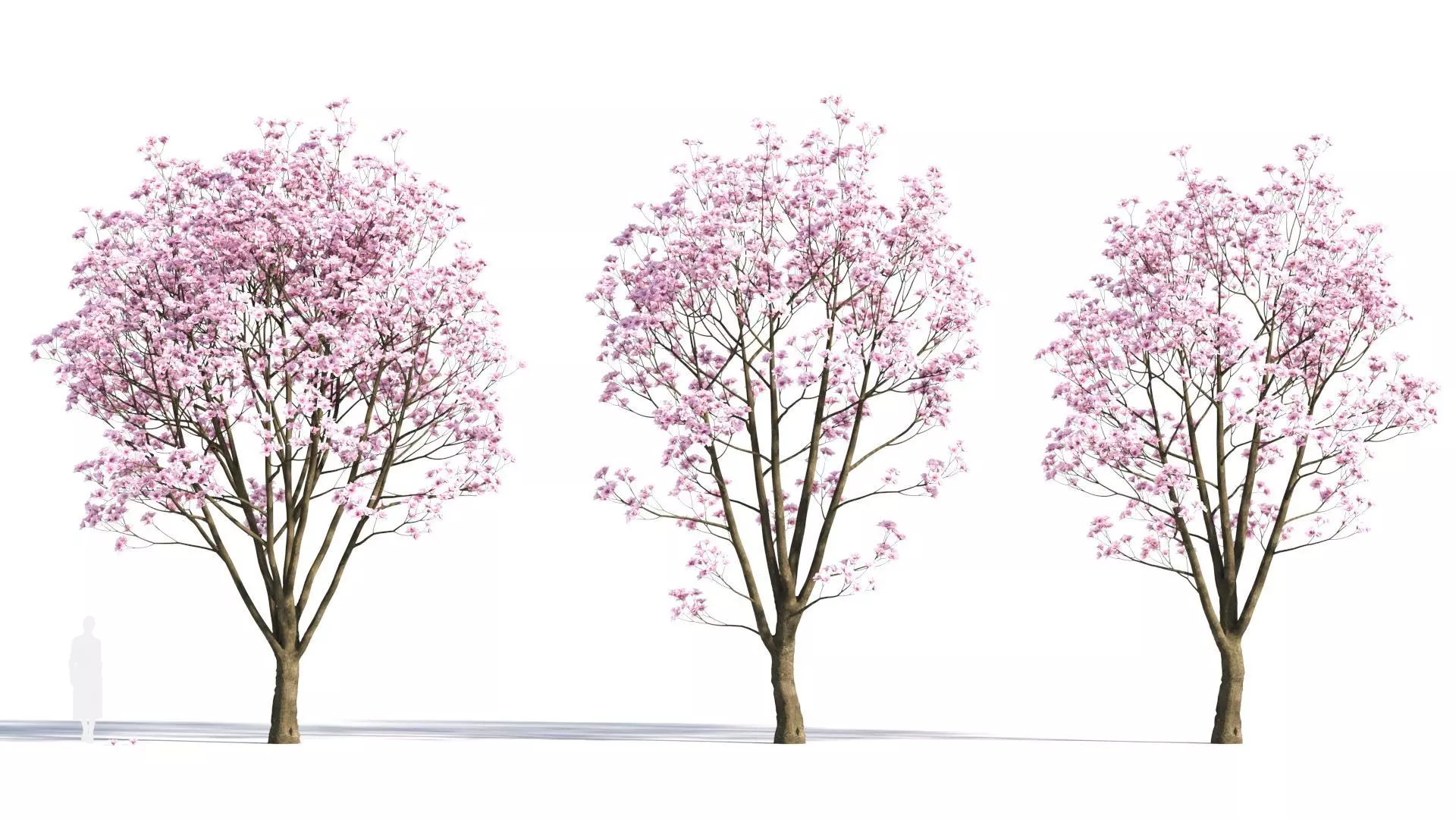 Yulania denudata a 3D model_0