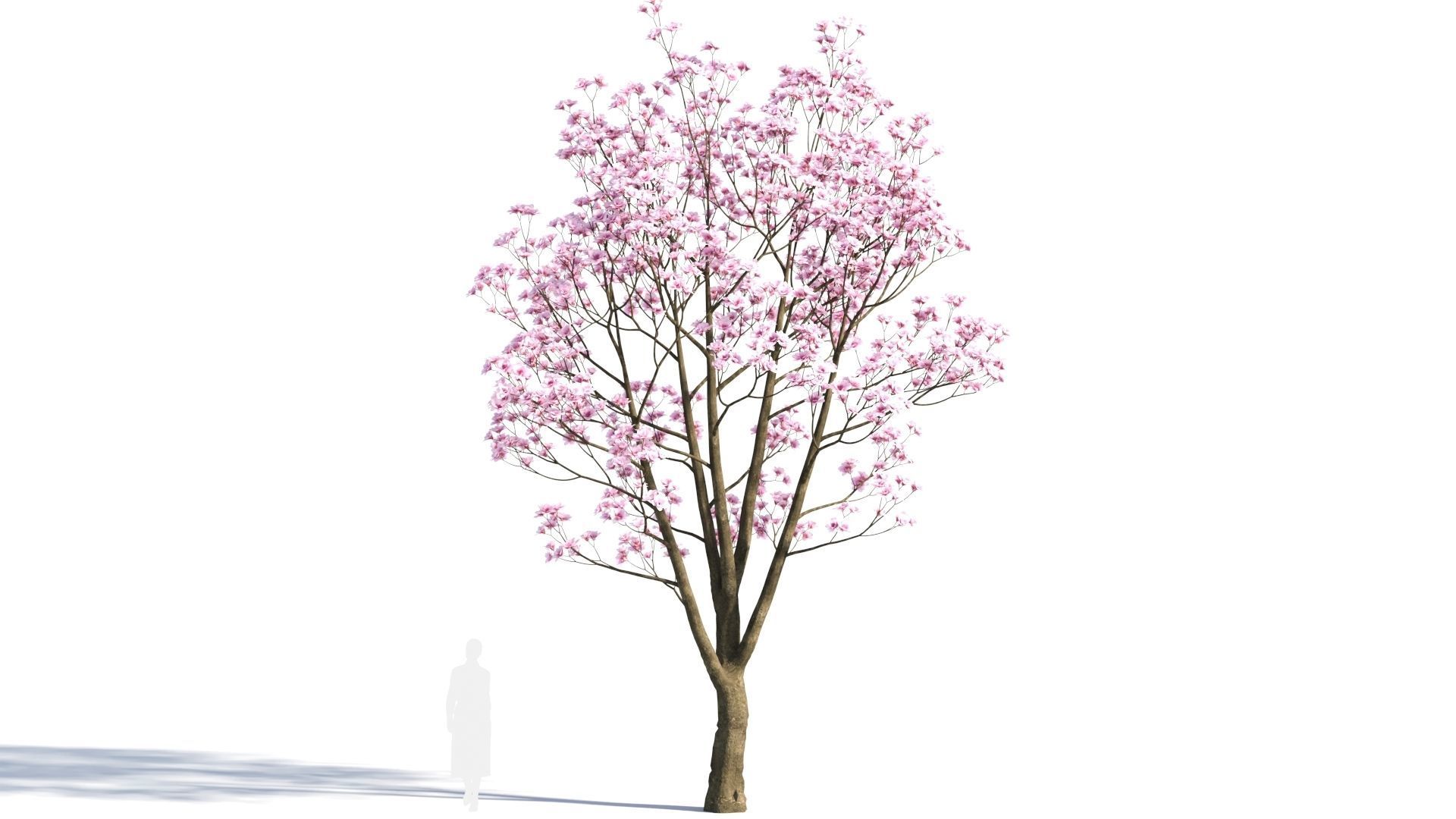 Yulania denudata a 3D model_7